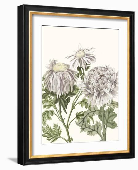 Early Spring Chrysanthemums I-Naomi McCavitt-Framed Art Print