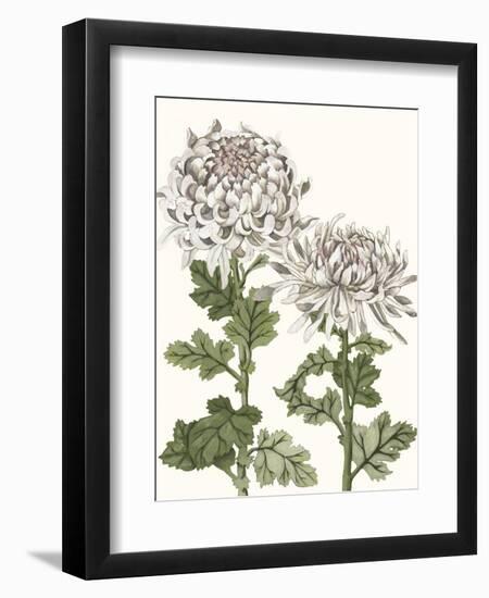 Early Spring Chrysanthemums II-Naomi McCavitt-Framed Art Print
