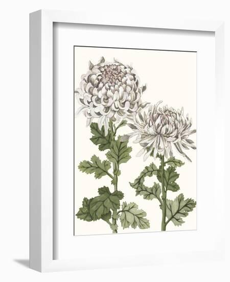 Early Spring Chrysanthemums II-Naomi McCavitt-Framed Art Print