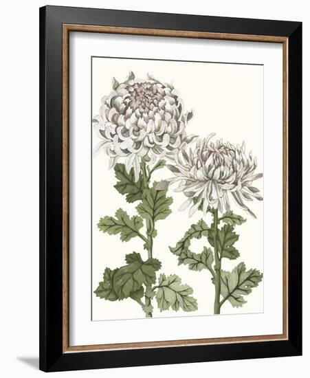 Early Spring Chrysanthemums II-Naomi McCavitt-Framed Art Print