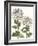 Early Spring Chrysanthemums II-Naomi McCavitt-Framed Art Print