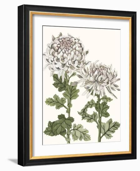 Early Spring Chrysanthemums II-Naomi McCavitt-Framed Art Print