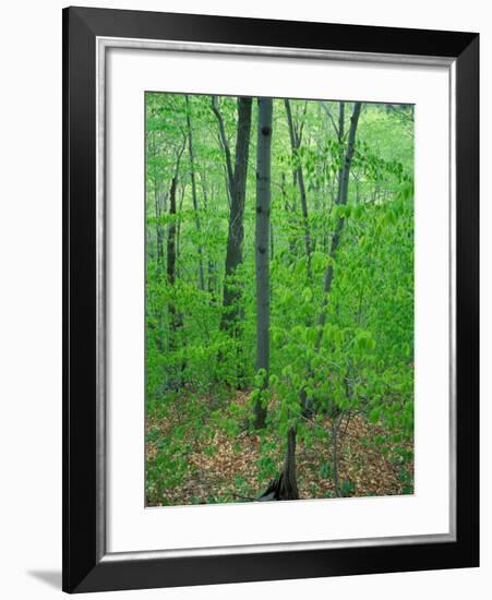 Early Spring in Caribou-Speckled Wilderness Area, Caribou Mountain, Maine, USA-Jerry & Marcy Monkman-Framed Photographic Print