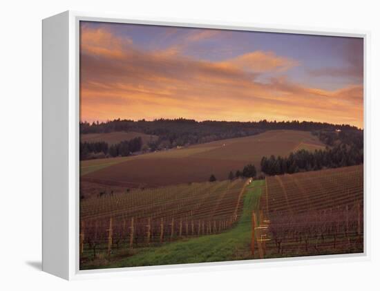 Early Spring over Knutsen Vineyards in Red Hills above Dundee, Oregon, USA-Janis Miglavs-Framed Premier Image Canvas