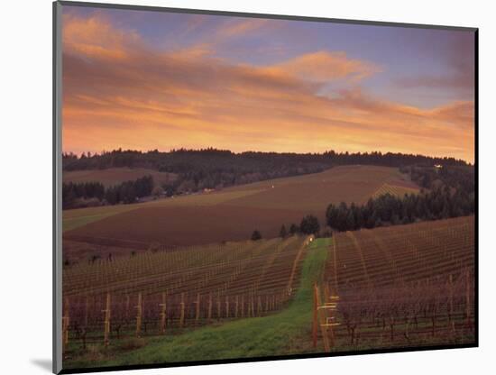 Early Spring over Knutsen Vineyards in Red Hills above Dundee, Oregon, USA-Janis Miglavs-Mounted Photographic Print