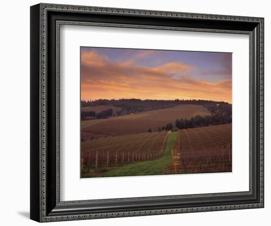 Early Spring over Knutsen Vineyards in Red Hills above Dundee, Oregon, USA-Janis Miglavs-Framed Photographic Print