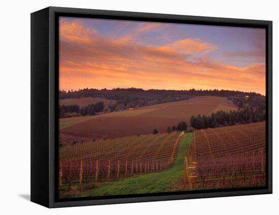 Early Spring over Knutsen Vineyards in Red Hills, Oregon, USA-Janis Miglavs-Framed Premier Image Canvas