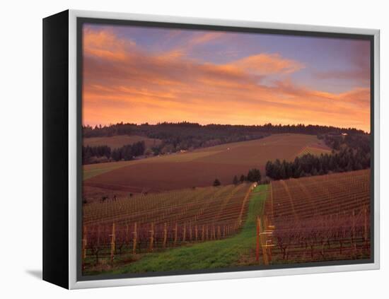 Early Spring over Knutsen Vineyards in Red Hills, Oregon, USA-Janis Miglavs-Framed Premier Image Canvas