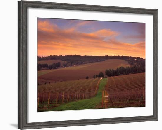 Early Spring over Knutsen Vineyards in Red Hills, Oregon, USA-Janis Miglavs-Framed Photographic Print