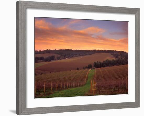 Early Spring over Knutsen Vineyards in Red Hills, Oregon, USA-Janis Miglavs-Framed Photographic Print