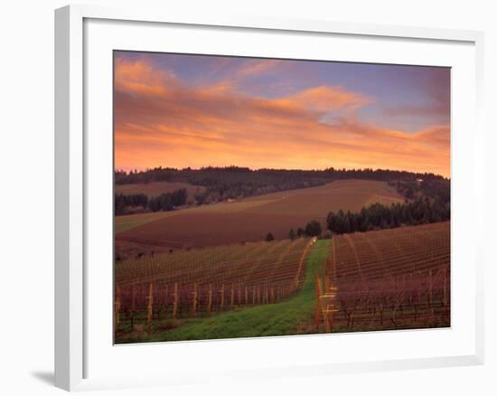 Early Spring over Knutsen Vineyards in Red Hills, Oregon, USA-Janis Miglavs-Framed Photographic Print