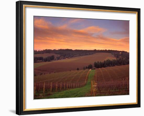 Early Spring over Knutsen Vineyards in Red Hills, Oregon, USA-Janis Miglavs-Framed Photographic Print