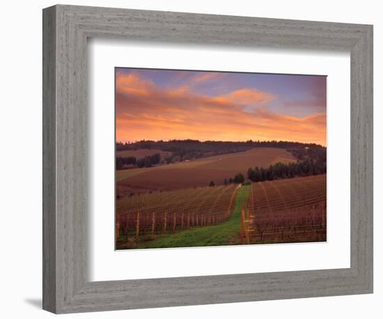 Early Spring over Knutsen Vineyards in Red Hills, Oregon, USA-Janis Miglavs-Framed Photographic Print