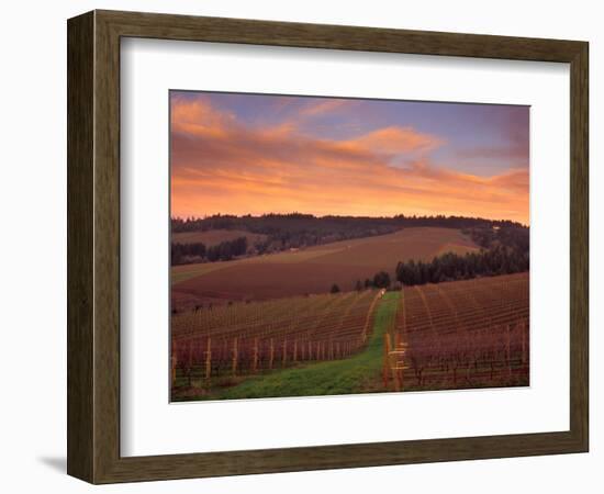 Early Spring over Knutsen Vineyards in Red Hills, Oregon, USA-Janis Miglavs-Framed Photographic Print