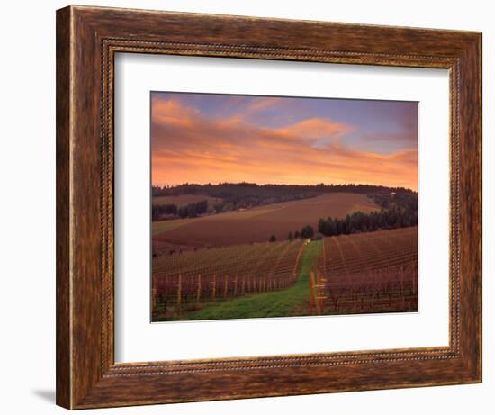 Early Spring over Knutsen Vineyards in Red Hills, Oregon, USA-Janis Miglavs-Framed Photographic Print