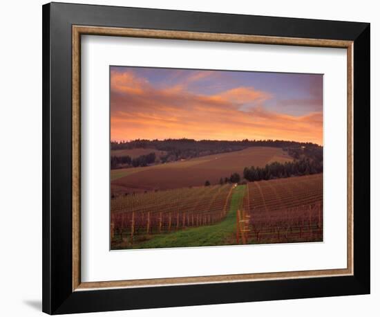 Early Spring over Knutsen Vineyards in Red Hills, Oregon, USA-Janis Miglavs-Framed Photographic Print