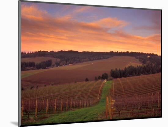 Early Spring over Knutsen Vineyards in Red Hills, Oregon, USA-Janis Miglavs-Mounted Photographic Print