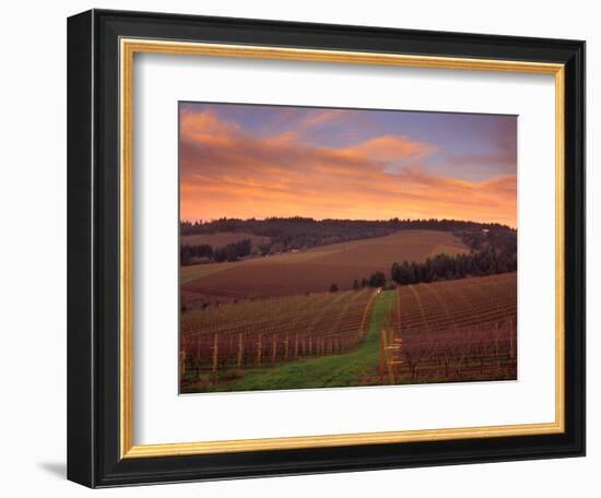 Early Spring over Knutsen Vineyards in Red Hills, Oregon, USA-Janis Miglavs-Framed Photographic Print