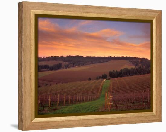 Early Spring over Knutsen Vineyards in Red Hills, Oregon, USA-Janis Miglavs-Framed Premier Image Canvas