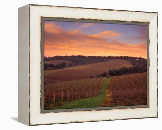 Early Spring over Knutsen Vineyards in Red Hills, Oregon, USA-Janis Miglavs-Framed Premier Image Canvas