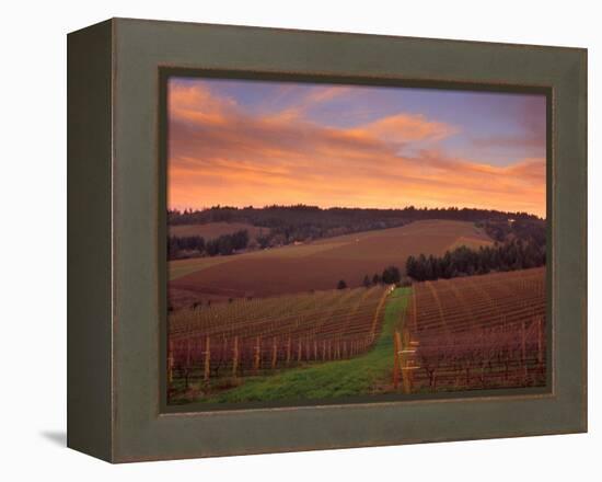 Early Spring over Knutsen Vineyards in Red Hills, Oregon, USA-Janis Miglavs-Framed Premier Image Canvas