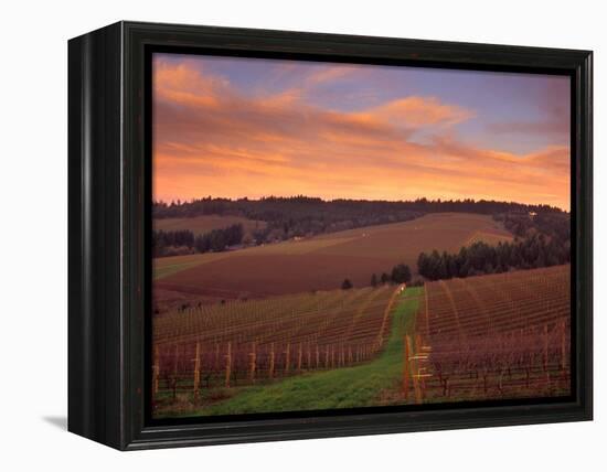 Early Spring over Knutsen Vineyards in Red Hills, Oregon, USA-Janis Miglavs-Framed Premier Image Canvas