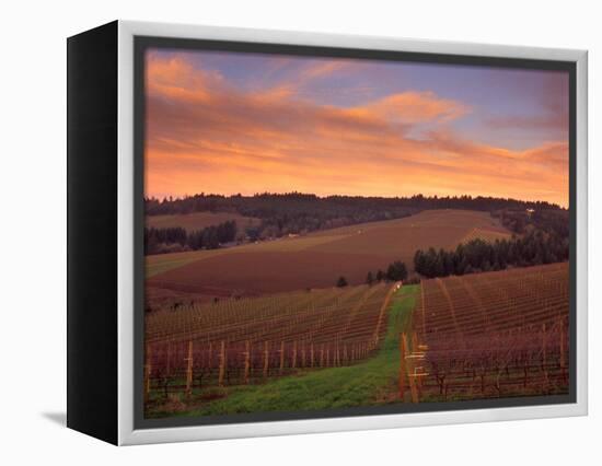 Early Spring over Knutsen Vineyards in Red Hills, Oregon, USA-Janis Miglavs-Framed Premier Image Canvas