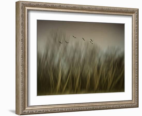 Early Spring Vision...-Yvette Depaepe-Framed Photographic Print