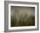 Early Spring Vision...-Yvette Depaepe-Framed Photographic Print