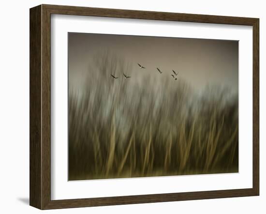 Early Spring Vision...-Yvette Depaepe-Framed Photographic Print