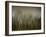 Early Spring Vision...-Yvette Depaepe-Framed Photographic Print