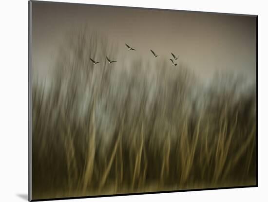 Early Spring Vision...-Yvette Depaepe-Mounted Photographic Print