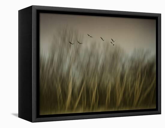 Early Spring Vision...-Yvette Depaepe-Framed Premier Image Canvas