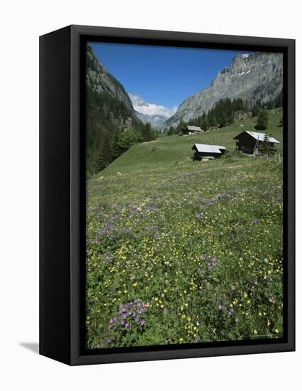 Early Summer Meadow Flowers, Above Kandersteg, Swiss Alps, Switzerland-Tony Waltham-Framed Premier Image Canvas