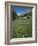 Early Summer Meadow Flowers, Above Kandersteg, Swiss Alps, Switzerland-Tony Waltham-Framed Photographic Print