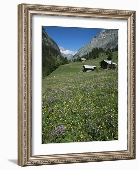 Early Summer Meadow Flowers, Above Kandersteg, Swiss Alps, Switzerland-Tony Waltham-Framed Photographic Print