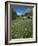 Early Summer Meadow Flowers, Above Kandersteg, Swiss Alps, Switzerland-Tony Waltham-Framed Photographic Print