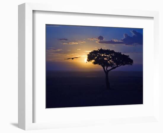 Early Sunrise on Vulture Gliding in Silhouetted Tree of the Maasai Mara, Kenya-Joe Restuccia III-Framed Photographic Print