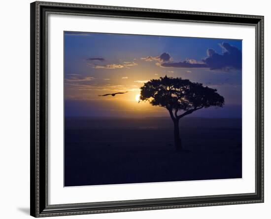 Early Sunrise on Vulture Gliding in Silhouetted Tree of the Maasai Mara, Kenya-Joe Restuccia III-Framed Photographic Print