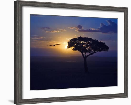 Early Sunrise on Vulture Gliding in Silhouetted Tree of the Maasai Mara, Kenya-Joe Restuccia III-Framed Photographic Print