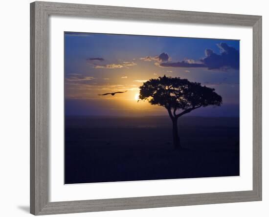 Early Sunrise on Vulture Gliding in Silhouetted Tree of the Maasai Mara, Kenya-Joe Restuccia III-Framed Photographic Print