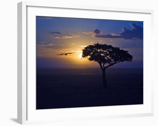 Early Sunrise on Vulture Gliding in Silhouetted Tree of the Maasai Mara, Kenya-Joe Restuccia III-Framed Photographic Print