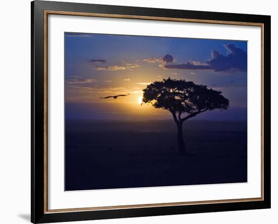 Early Sunrise on Vulture Gliding in Silhouetted Tree of the Maasai Mara, Kenya-Joe Restuccia III-Framed Photographic Print