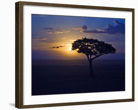 Early Sunrise on Vulture Gliding in Silhouetted Tree of the Maasai Mara, Kenya-Joe Restuccia III-Framed Photographic Print