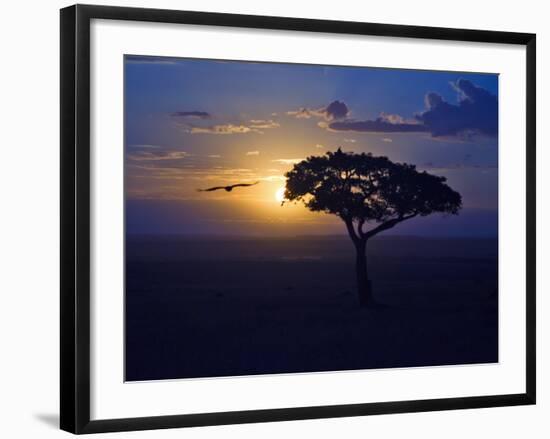 Early Sunrise on Vulture Gliding in Silhouetted Tree of the Maasai Mara, Kenya-Joe Restuccia III-Framed Photographic Print