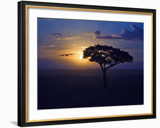 Early Sunrise on Vulture Gliding in Silhouetted Tree of the Maasai Mara, Kenya-Joe Restuccia III-Framed Photographic Print