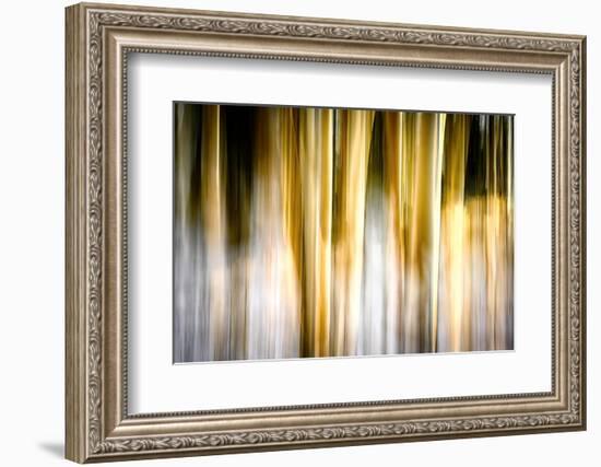 Early Winter Birches-Ursula Abresch-Framed Photographic Print