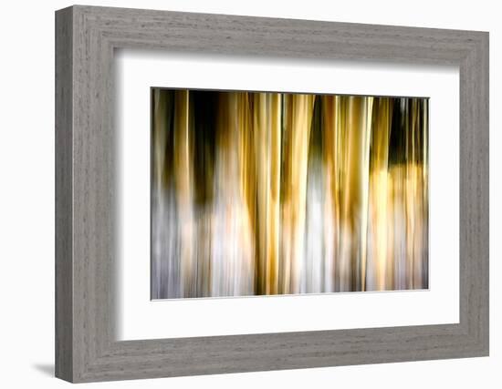 Early Winter Birches-Ursula Abresch-Framed Photographic Print