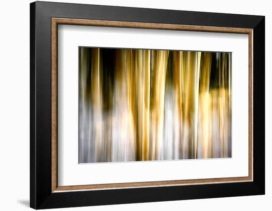 Early Winter Birches-Ursula Abresch-Framed Photographic Print