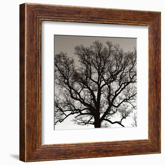 Early Winter Tree-Erin Clark-Framed Giclee Print